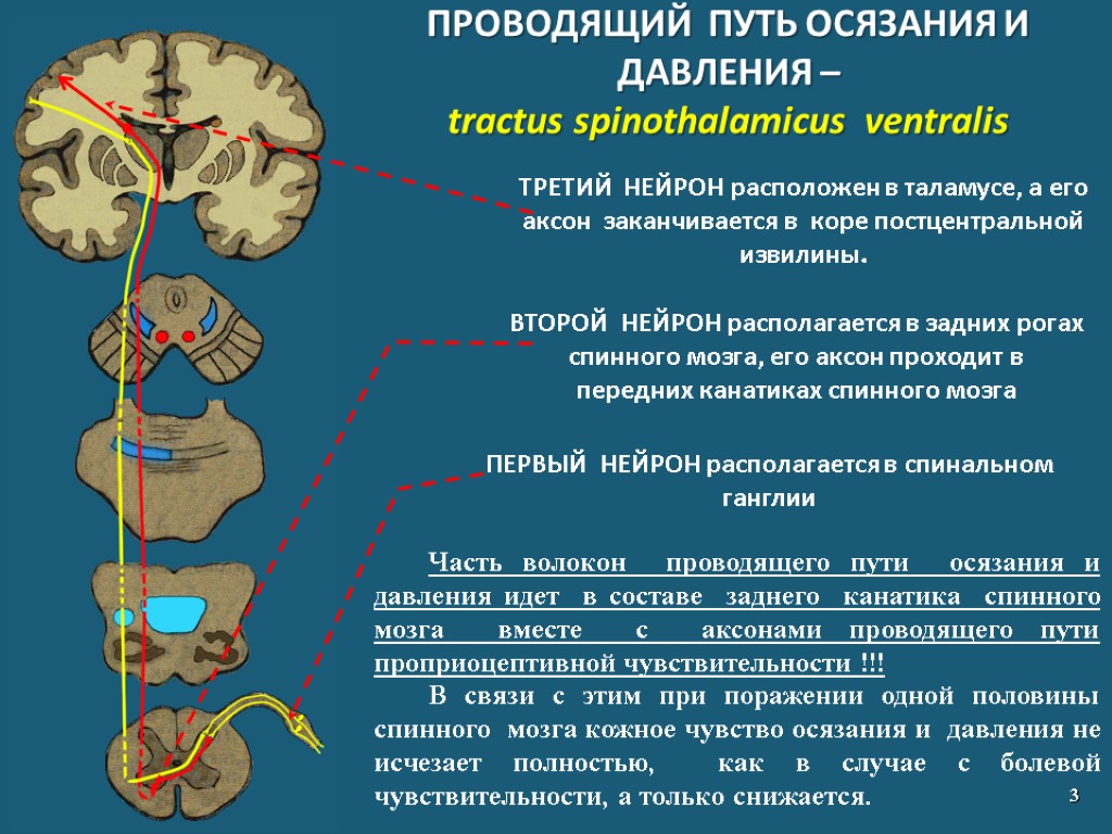 ПРОВОДЯЩИЙ ПУТЬ ОСЯЗАНИЯ И ДАВЛЕНИЯ – tractus spinothalamicus ventralis 3 ТРЕТИЙ НЕЙРОН расположен в